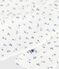 Babies' footless openwork floral-print cotton pyjama suit MARSHMALLOW white/MULTICO white